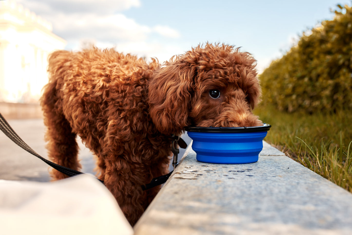Travel Dog Bowl