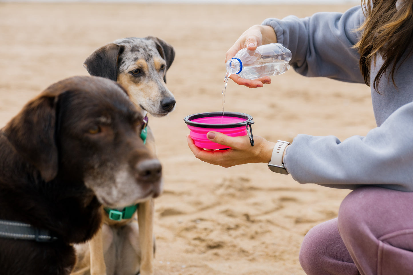 Travel Dog Bowl